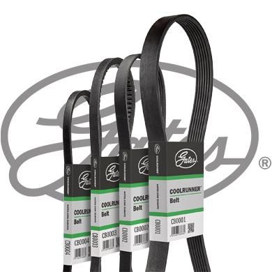 GATES CB0061 V-Ribbed Belt